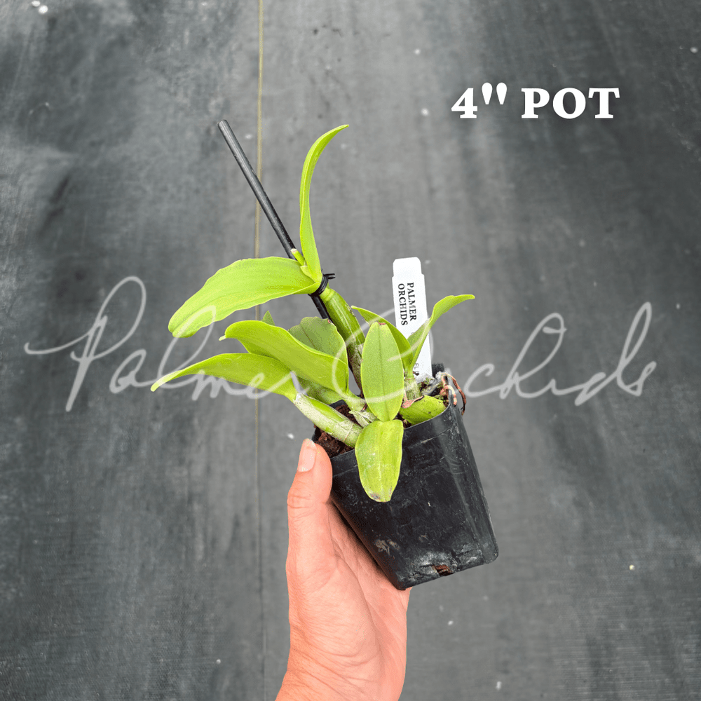 Bcn. Aka's Aloha — Palmer Orchids